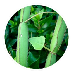 LipoSlend Cissus Quadrangularis