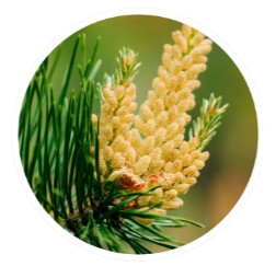 LipoSlend Pine Pollen Extract