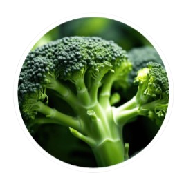 LipoSlend_Sulforaphane